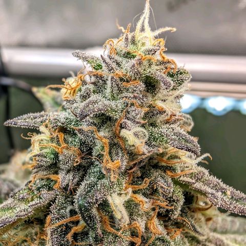 Marta mints growlog timeline photo