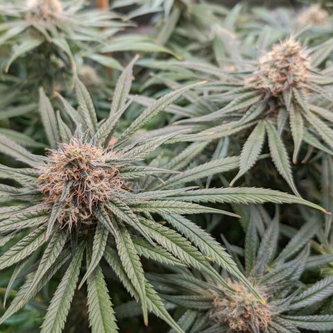 Precious mints  growlog timeline photo