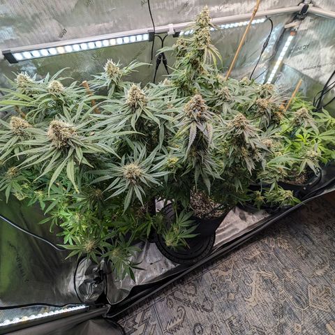 Marta mints growlog timeline photo