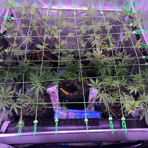 Amnesia (The Real) Strawberry Sour Diesel growlog timeline photo