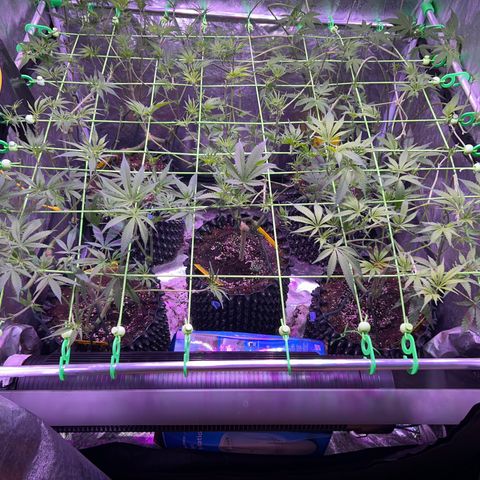 Amnesia (The Real) Strawberry Sour Diesel growlog timeline photo
