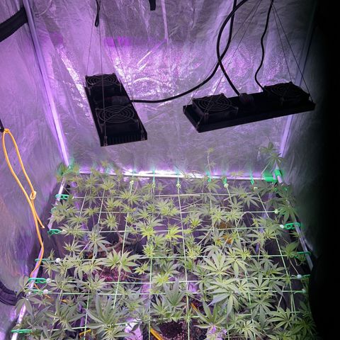 Amnesia (The Real) Strawberry Sour Diesel growlog timeline photo