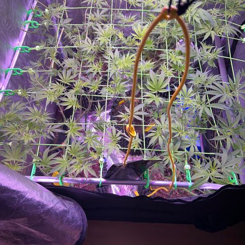 Amnesia (The Real) Strawberry Sour Diesel growlog timeline photo