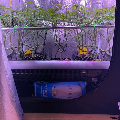 Amnesia (The Real) Strawberry Sour Diesel growlog timeline photo