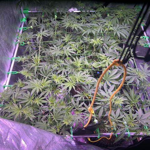 Amnesia (The Real) Strawberry Sour Diesel growlog timeline photo