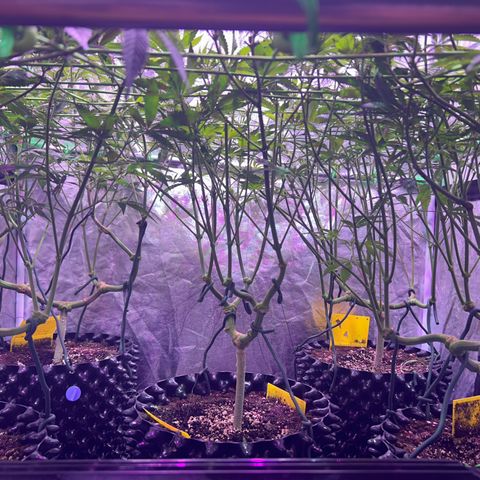 Amnesia (The Real) Strawberry Sour Diesel growlog timeline photo