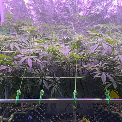 Amnesia (The Real) Strawberry Sour Diesel growlog timeline photo