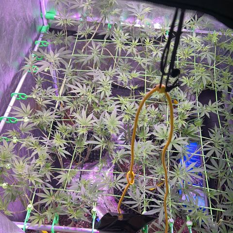Amnesia (The Real) Strawberry Sour Diesel growlog timeline photo