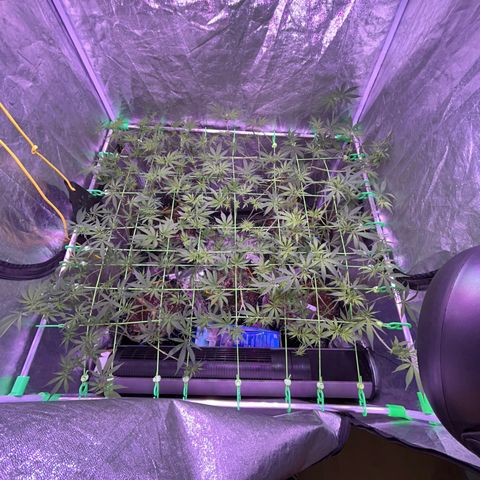 Amnesia (The Real) Strawberry Sour Diesel growlog timeline photo