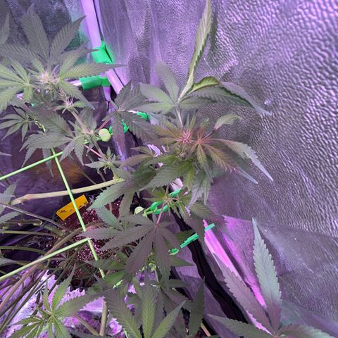Amnesia (The Real) Strawberry Sour Diesel growlog timeline photo