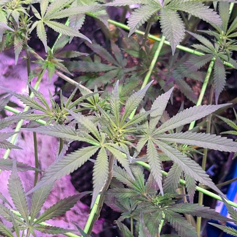 Amnesia (The Real) Strawberry Sour Diesel growlog timeline photo