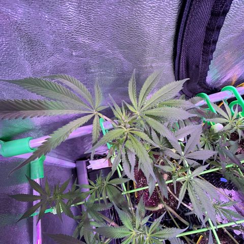 Amnesia (The Real) Strawberry Sour Diesel growlog timeline photo