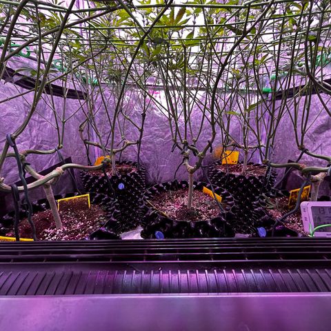 Amnesia (The Real) Strawberry Sour Diesel growlog timeline photo