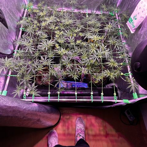Amnesia (The Real) Strawberry Sour Diesel growlog timeline photo