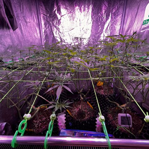 Amnesia (The Real) Strawberry Sour Diesel growlog timeline photo