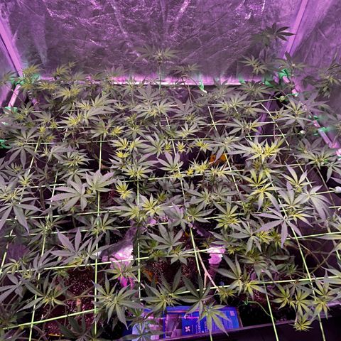 Amnesia (The Real) Strawberry Sour Diesel growlog timeline photo