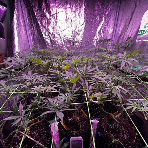 Amnesia (The Real) Strawberry Sour Diesel growlog timeline photo