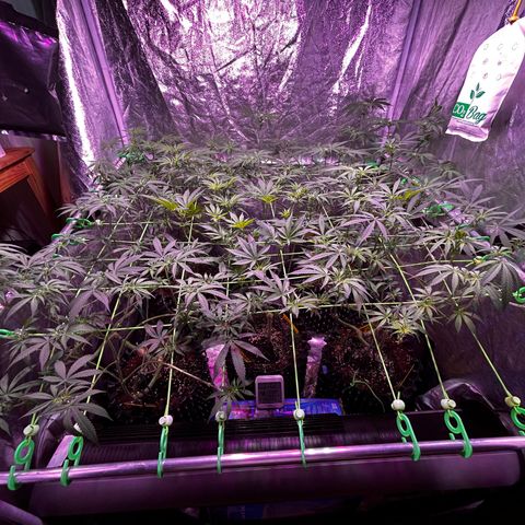 Amnesia (The Real) Strawberry Sour Diesel growlog timeline photo