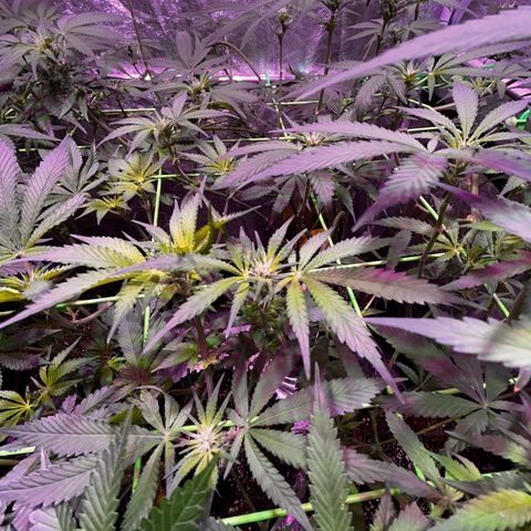 Amnesia (The Real) Strawberry Sour Diesel growlog timeline photo