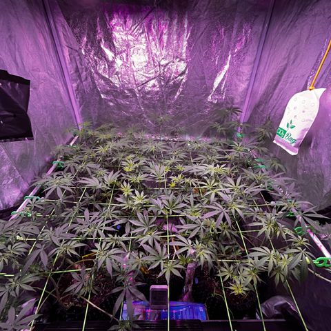 Amnesia (The Real) Strawberry Sour Diesel growlog timeline photo