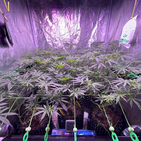 Amnesia (The Real) Strawberry Sour Diesel growlog timeline photo