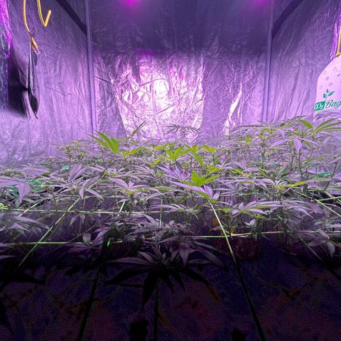 Amnesia (The Real) Strawberry Sour Diesel growlog timeline photo