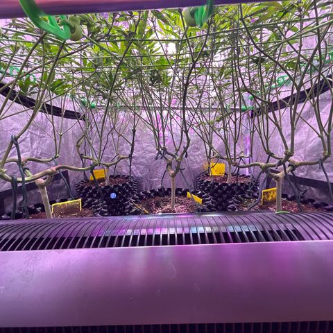 Amnesia (The Real) Strawberry Sour Diesel growlog timeline photo
