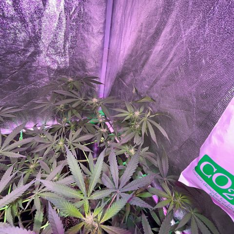 Amnesia (The Real) Strawberry Sour Diesel growlog timeline photo