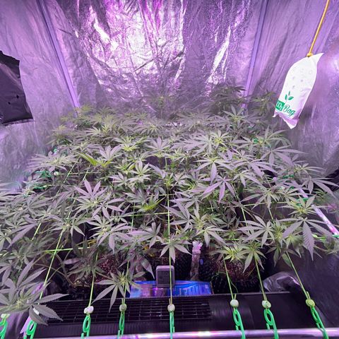 Amnesia (The Real) Strawberry Sour Diesel growlog timeline photo