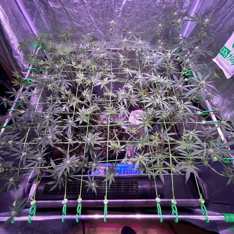 Amnesia (The Real) Strawberry Sour Diesel growlog timeline photo