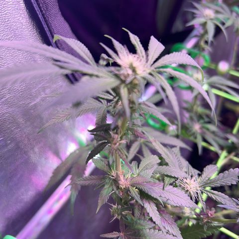 Amnesia (The Real) Strawberry Sour Diesel growlog timeline photo