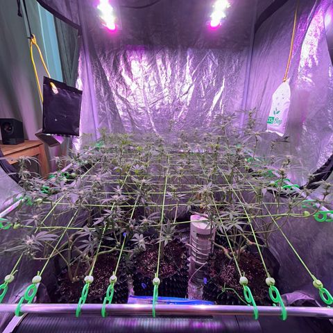 Amnesia (The Real) Strawberry Sour Diesel growlog timeline photo