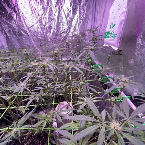 Amnesia (The Real) Strawberry Sour Diesel growlog timeline photo