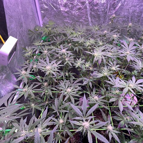 Amnesia (The Real) Strawberry Sour Diesel growlog timeline photo