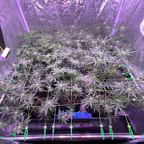 Amnesia (The Real) Strawberry Sour Diesel growlog timeline photo