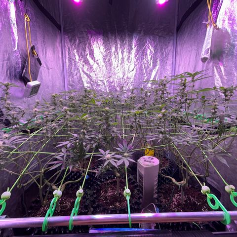 Amnesia (The Real) Strawberry Sour Diesel growlog timeline photo