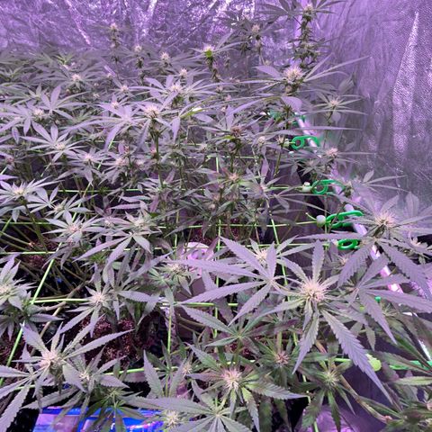 Amnesia (The Real) Strawberry Sour Diesel growlog timeline photo