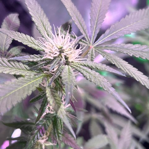Amnesia (The Real) Strawberry Sour Diesel growlog timeline photo