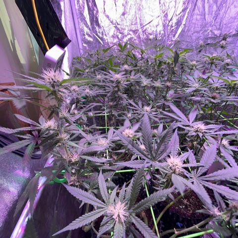 Amnesia (The Real) Strawberry Sour Diesel growlog timeline photo