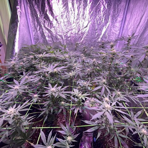 Amnesia (The Real) Strawberry Sour Diesel growlog timeline photo