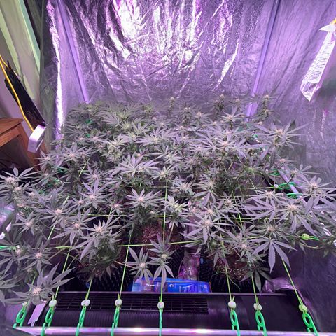 Amnesia (The Real) Strawberry Sour Diesel growlog timeline photo