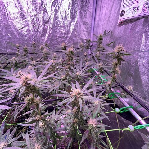 Amnesia (The Real) Strawberry Sour Diesel growlog timeline photo