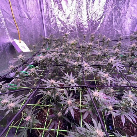 Amnesia (The Real) Strawberry Sour Diesel growlog timeline photo