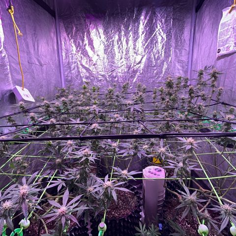 Amnesia (The Real) Strawberry Sour Diesel growlog timeline photo