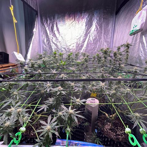 Amnesia (The Real) Strawberry Sour Diesel growlog timeline photo