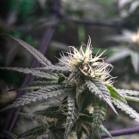 Amnesia (The Real) Strawberry Sour Diesel growlog timeline photo