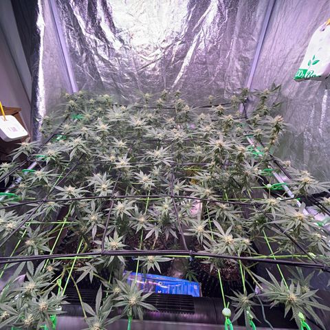 Amnesia (The Real) Strawberry Sour Diesel growlog timeline photo