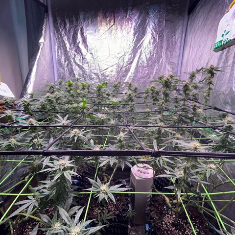 Amnesia (The Real) Strawberry Sour Diesel growlog timeline photo