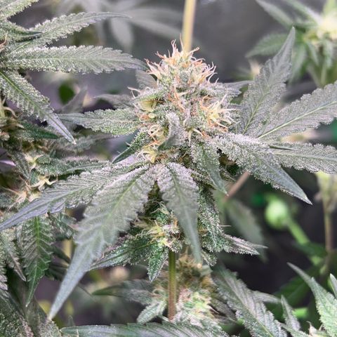 Amnesia (The Real) Strawberry Sour Diesel growlog timeline photo