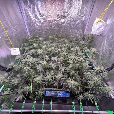 Amnesia (The Real) Strawberry Sour Diesel growlog timeline photo